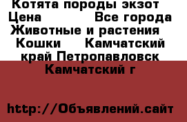 Котята породы экзот › Цена ­ 7 000 - Все города Животные и растения » Кошки   . Камчатский край,Петропавловск-Камчатский г.